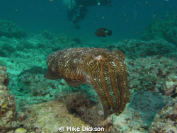 Cuttlefish taken at Fahal Island, Muscat, Oman by Mike Dickson 